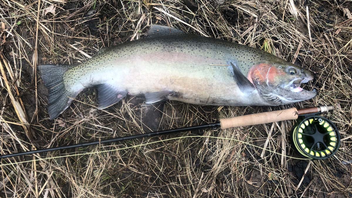 Bruiser Buck Steelhead