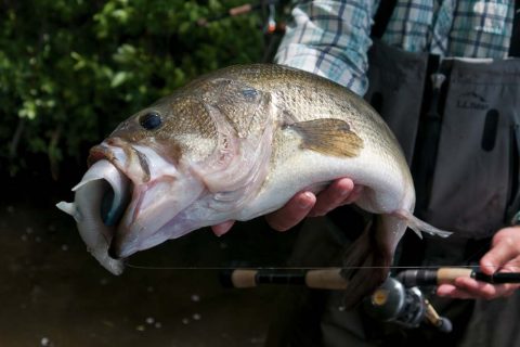 Get Started With Big Swimbaits