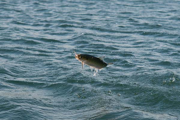 Hickory shad often take to the air