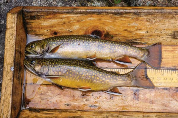 spawning pair of brookies