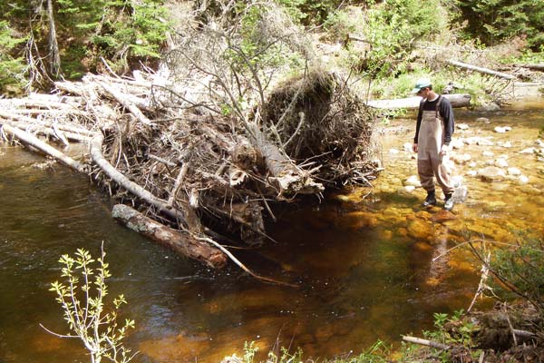 Stream-dwelling brook trout feed by waiting for insects to drift into their territory