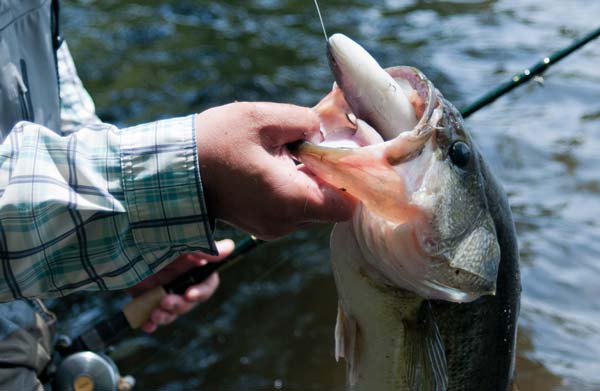 Reel Through the Strike