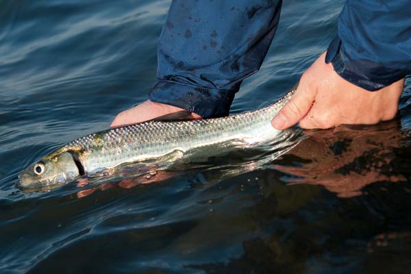 Shad have soft mouths