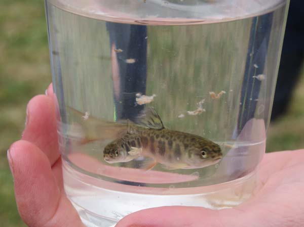 Brook trout fingerlings