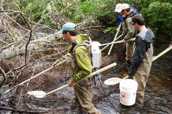 Researchers sample a creek using electrofishing gear