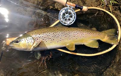 monster Farmington brown trout