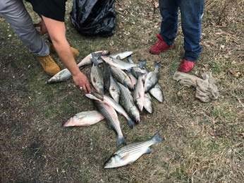 18 illegal striped bass