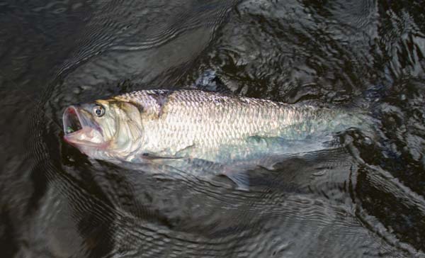 A poor man&rsquo;s salmon slides in for a landing.