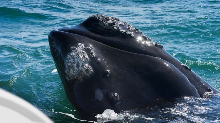 Atlantic Right Whale