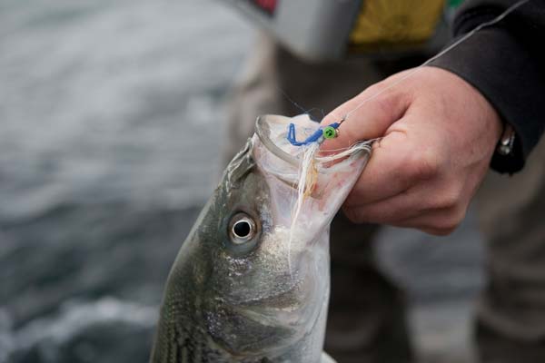 This striper fell to a sparsely dressed Clouser Minnow