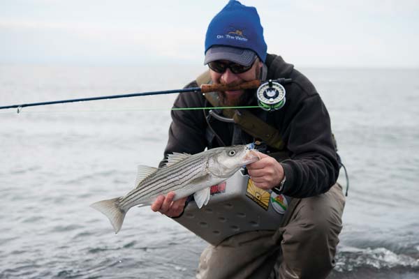 Small stripers arrive in New England estuaries