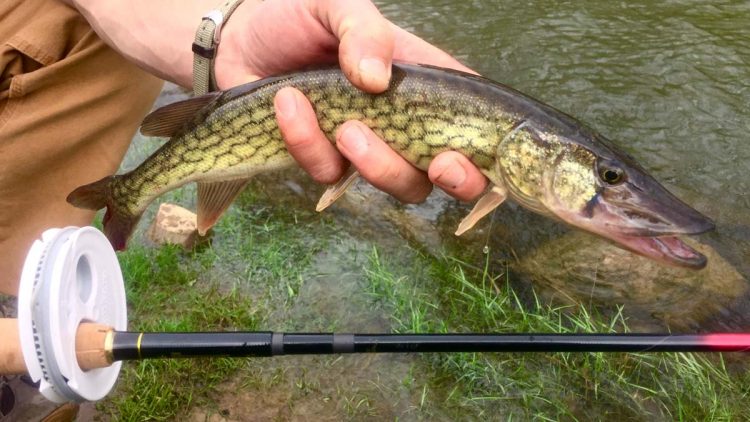 chain pickerel