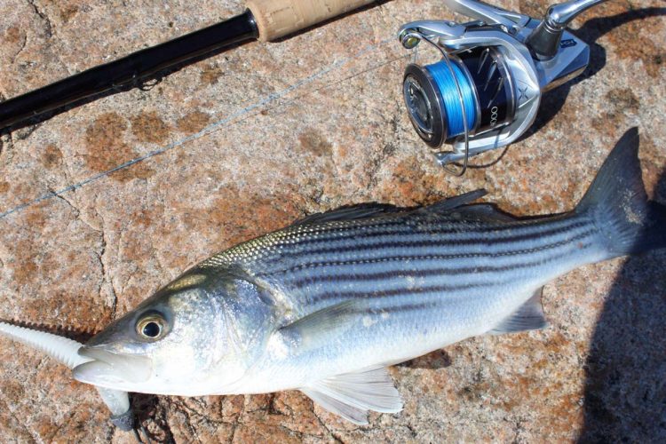Schoolie sized striped bass fishing has really gotten going over the past few nights in Rhode Island