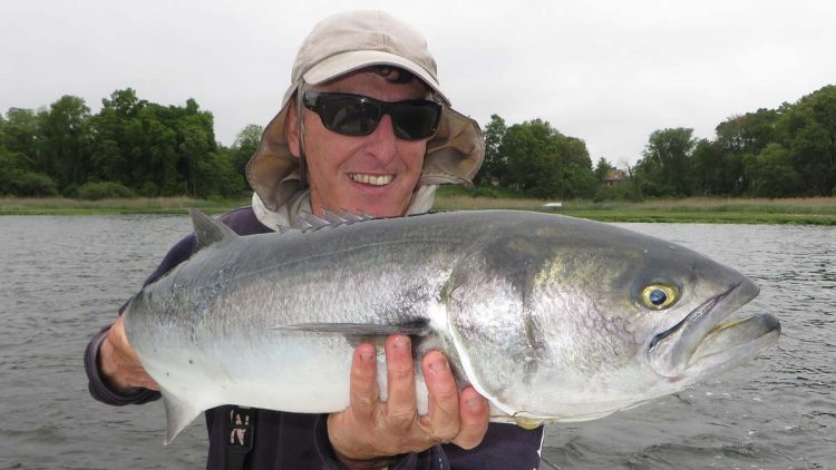 Narragansett Bay bluefish