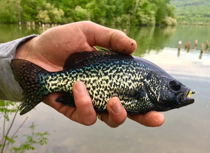 Sayers Lake crappie
