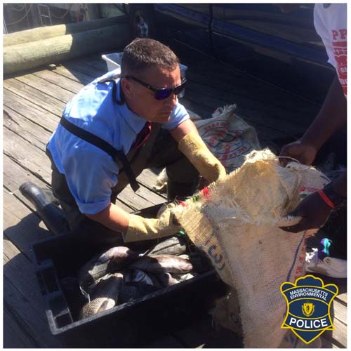 MA EPO officer searching for illegally harvested black sea bass and scup