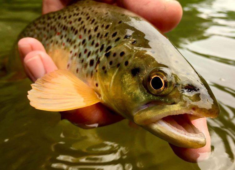 brown trout
