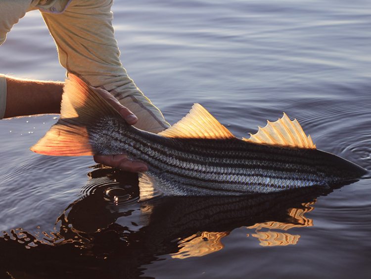 striped bass release