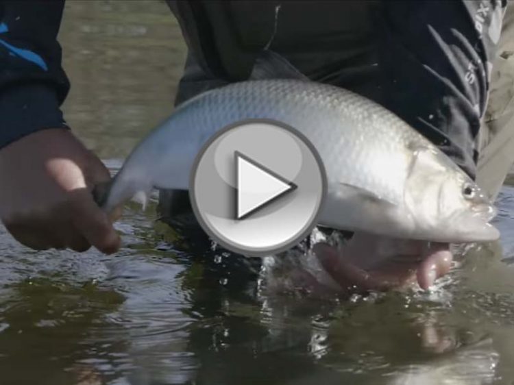 OTW Short: Poor Man&rsquo;s Salmon