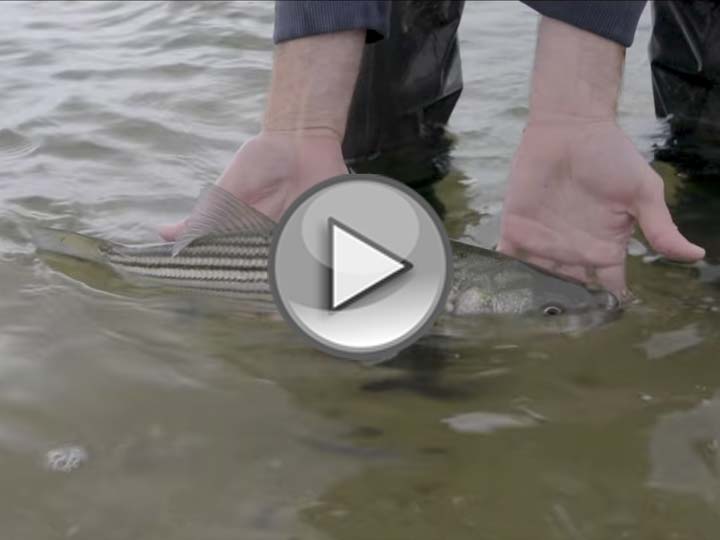 OTW Shorts &ndash; Sea Lice