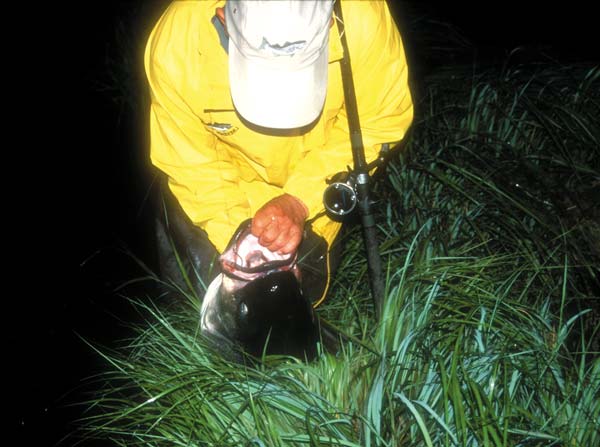 30-pound striped bass