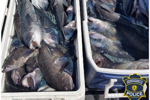Massachusetts Environmental Police poaching evidence