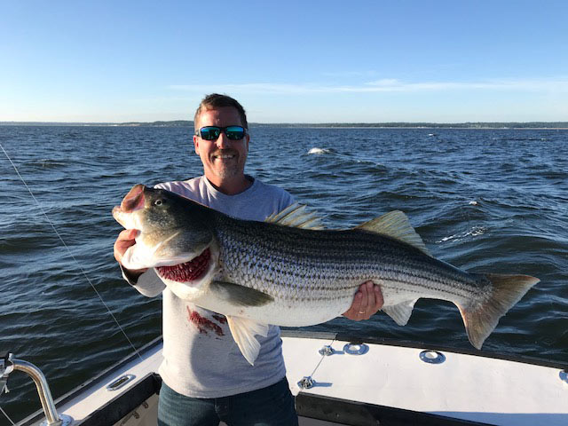 Cos Cob Charters striped bass