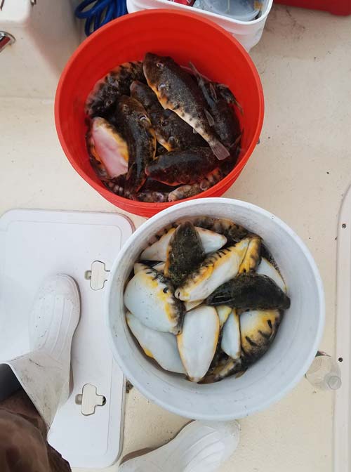 Barnegat Bay blowfish