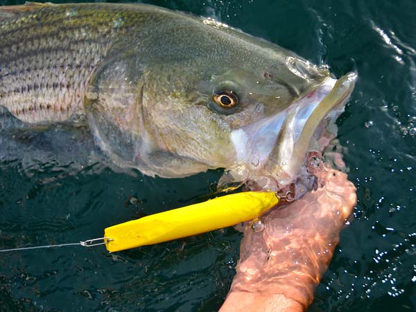 a darter is a good match for a bunker or herring