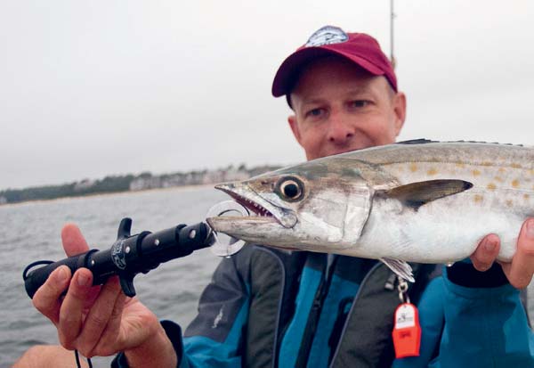 king mackerel&rsquo;s sharp teeth