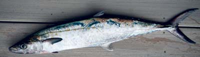 king mackerel