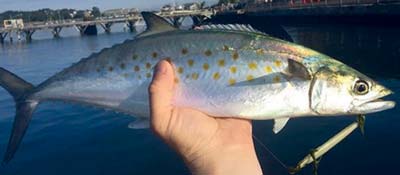 Spanish mackerel