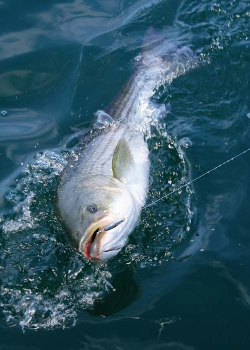 Thin diamond jigs sink quickly and imitate sand eels, juvenile herring, and other slender baitfish.