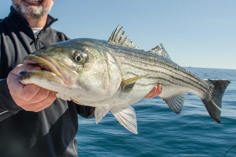 MA Fishermen are Struggling to Catch Stripers – Does That Mean We Should Open More Days to Commercial Fishing?
