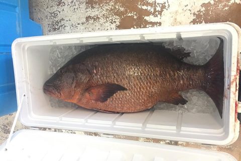 70-Pound Cubera Snapper caught in Rhode Island