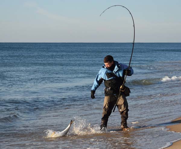 adult bunker get pinned close to the beach