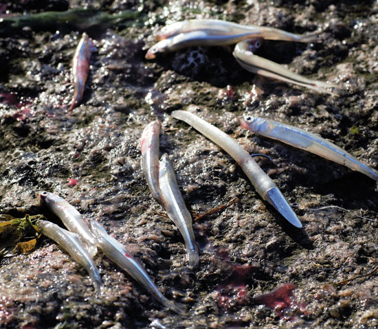 small soft-plastic baits help match the hatch for December stripers