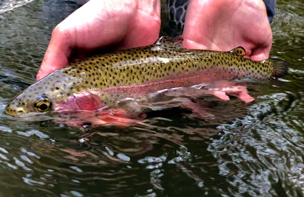 stocked rainbow trout