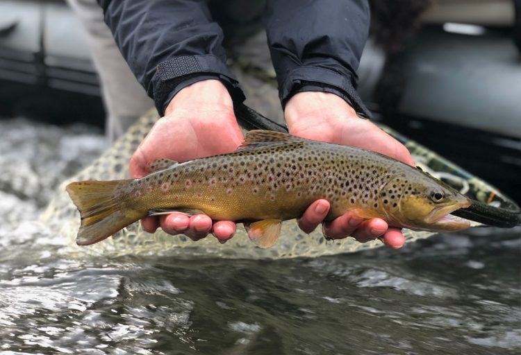 brown trout