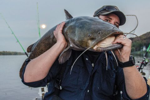 flathead catfish