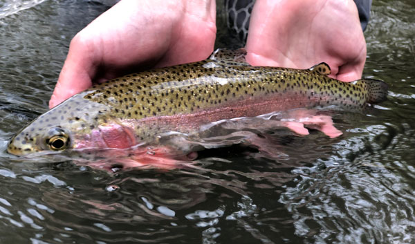 Fishing Creek rainbow trout 