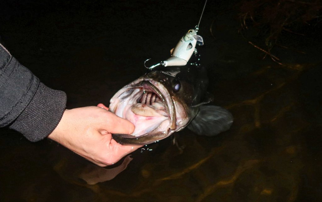 lures and techniques for kayak bass fishing in the fall