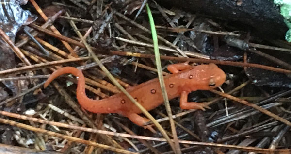Red Eft