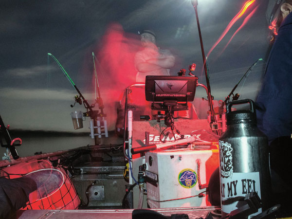 Flathead catfish feed primarily at night