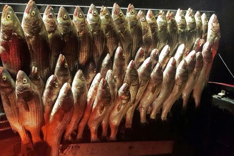 Striper Poachers Busted with 46 Undersized Striped Bass
