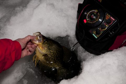 Seven Tips for Finessing Crappie Through the Ice