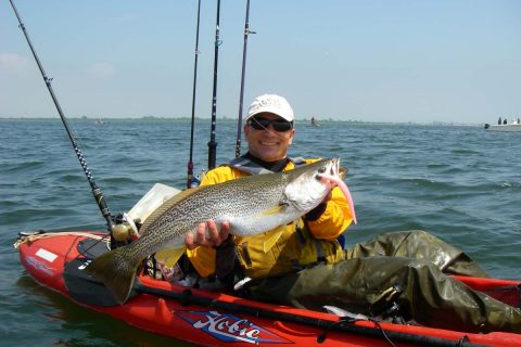 In the spring, weakfish feed on larger baits