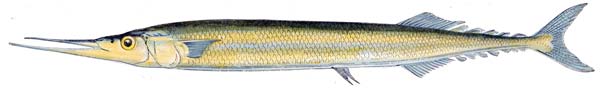 North Atlantic Saury