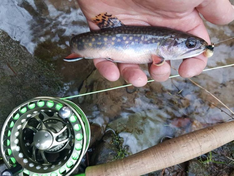 Tioga County Native Brook Trout