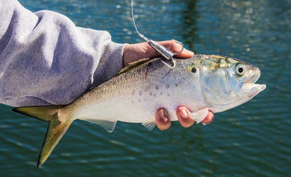 Some captains prefer to re-rig snagged baits.